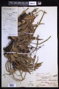Pyrrosia lanceolata image