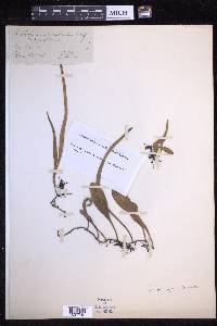 Pyrrosia lanceolata image