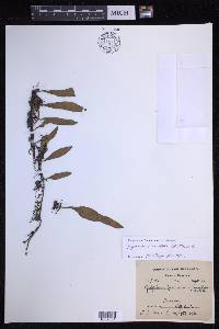 Pyrrosia lanceolata image