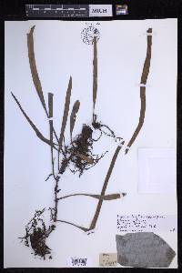 Pyrrosia longifolia image