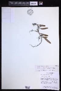 Pyrrosia longifolia image