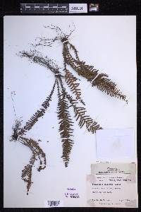 Prosaptia obliquata image