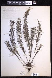 Prosaptia contigua image