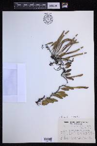 Pyrrosia lanceolata image