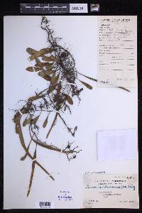 Pyrrosia lanceolata image