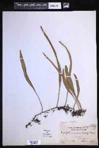 Pyrrosia lanceolata image