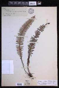 Prosaptia celebica image