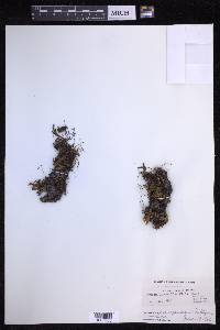 Pyrrosia linearifolia image