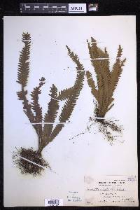 Prosaptia alata image