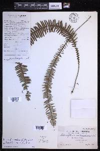 Prosaptia celebica image