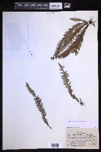 Prosaptia ancestralis image