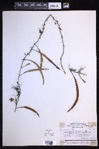 Pyrrosia foveolata image