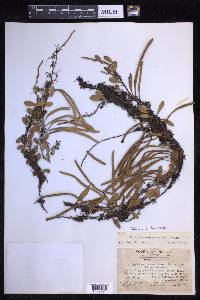 Pyrrosia lanceolata image
