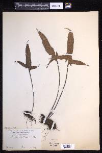Pyrrosia hastata image