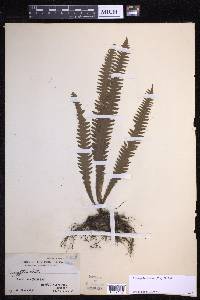 Prosaptia alata image
