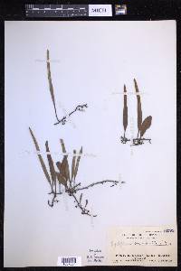 Pyrrosia lanceolata image
