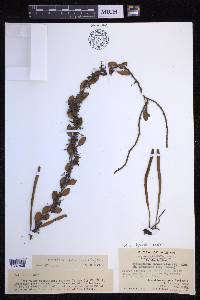 Pyrrosia lanceolata image