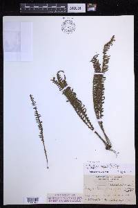 Prosaptia obliquata image