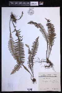 Prosaptia celebica image