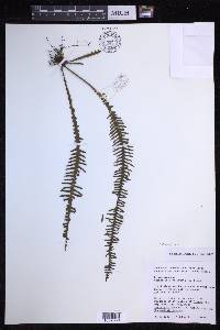 Prosaptia obliquata image