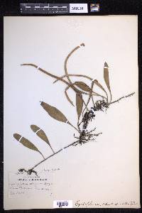Pyrrosia lanceolata image