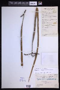 Pyrrosia longifolia image