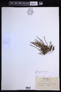 Pyrrosia linearifolia image