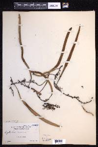Pyrrosia lanceolata image