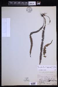 Prosaptia barathrophylla image