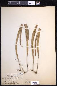 Pyrrosia longifolia image