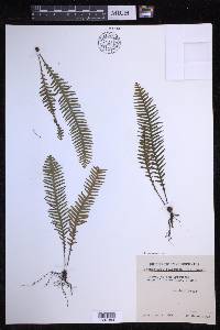 Prosaptia obliquata image