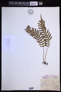 Polypodium vulgare image