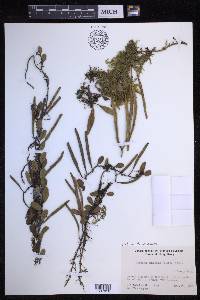 Pyrrosia lanceolata image