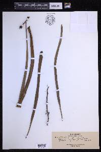 Pyrrosia longifolia image