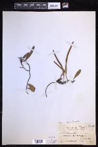 Pyrrosia lanceolata image
