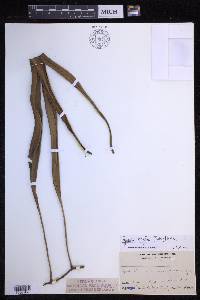 Pyrrosia longifolia image