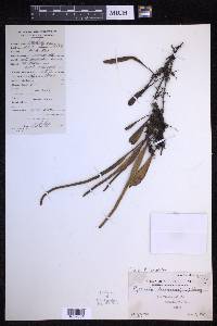 Pyrrosia lanceolata image