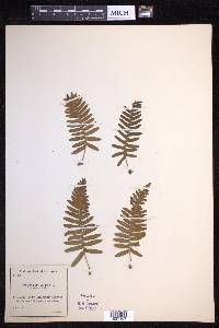 Polypodium vulgare image