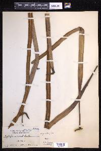 Pyrrosia longifolia image