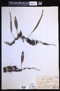 Pyrrosia lanceolata image