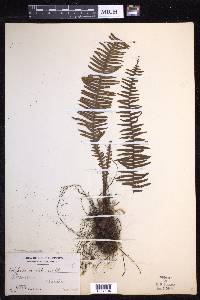 Prosaptia celebica image