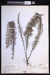 Prosaptia celebica image