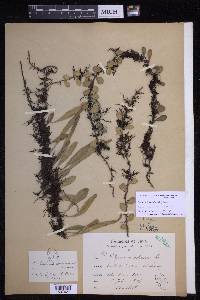Pyrrosia lanceolata image