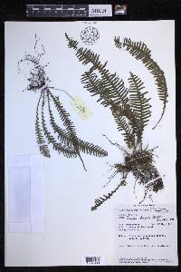 Prosaptia obliquata image