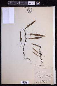 Pyrrosia lanceolata image