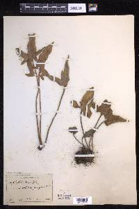 Pyrrosia hastata image