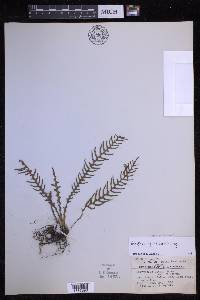 Prosaptia pectinata image