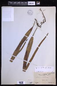 Pyrrosia longifolia image