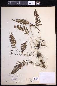 Polypodium vulgare image