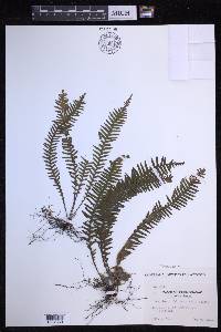 Prosaptia obliquata image